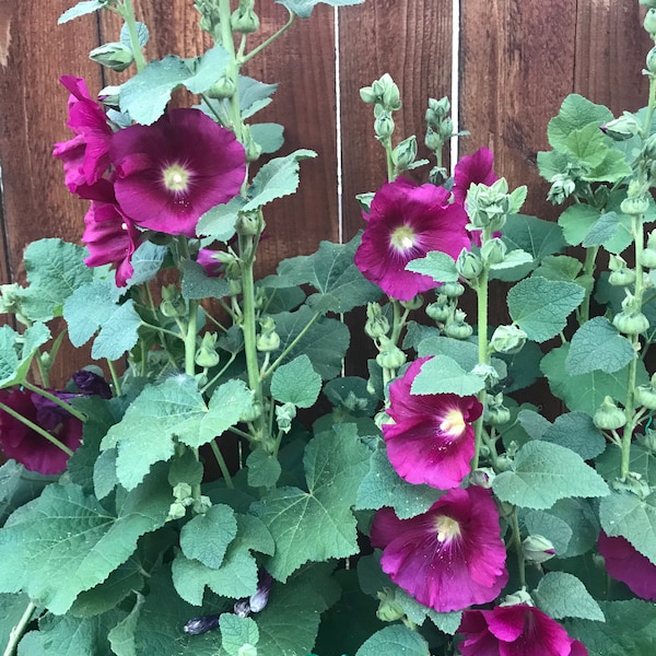 250+ Mixed Giant Hollyhock Seeds - Mixed All Colors - Old-Fashioned - Country Mix - Indian Spring Variety - Cottage Estate Classic Perennial