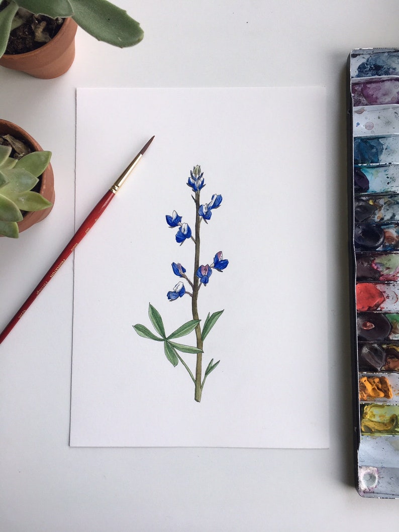 Lupine
