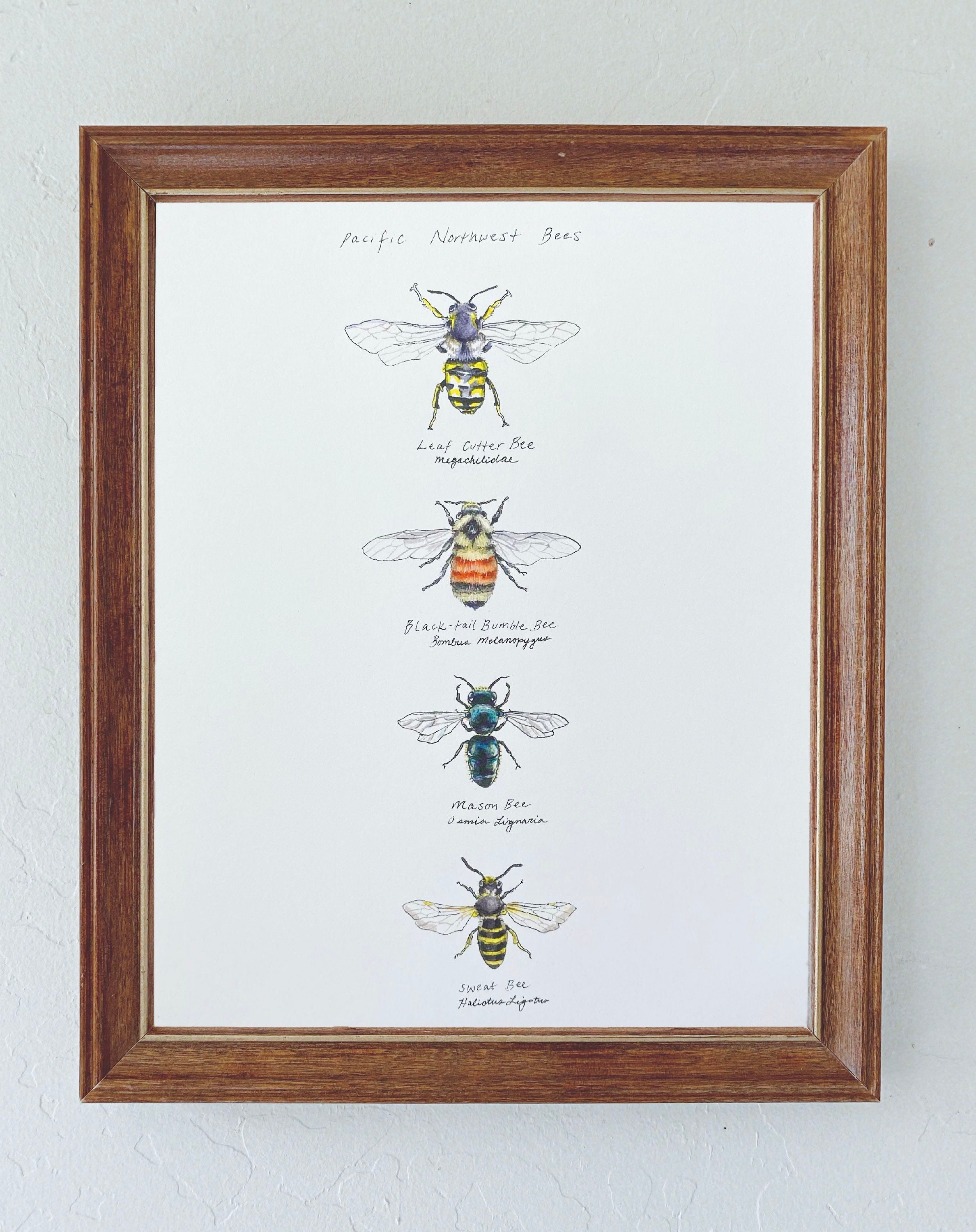 Watercolor Print - Pacific Northwest Bees. Insect Print, Wall Art ...