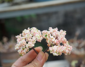 2pcs Miniature Tiny Pink Tree, Fairy Garden Supplies & Accessories