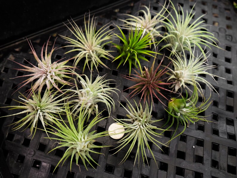 200 Air Plants Tillandsia Ionantha Bulk Small Air Plant SALE Wholesale Air Plants Terrarium Succulent Wedding Favors Wholesale TiIllandsia