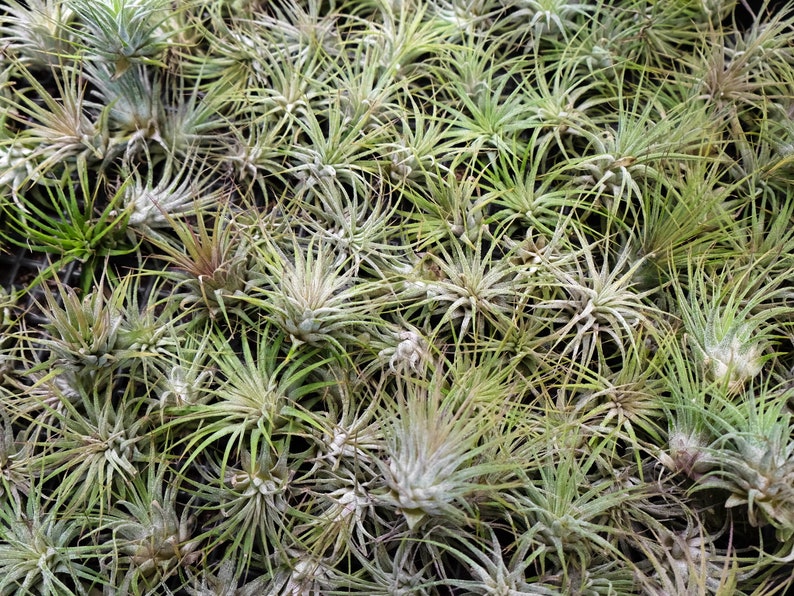 200 Air Plants Tillandsia Ionantha Bulk Small Air Plant SALE Wholesale Air Plants Terrarium Succulent Wedding Favors Wholesale TiIllandsia