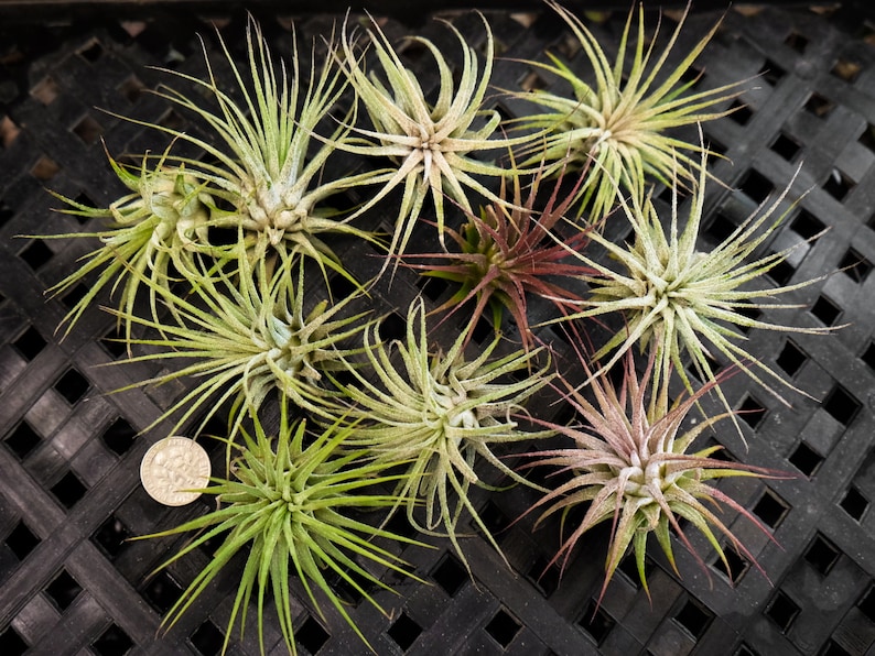 200 Air Plants Tillandsia Ionantha Bulk Small Air Plant SALE Wholesale Air Plants Terrarium Succulent Wedding Favors Wholesale TiIllandsia