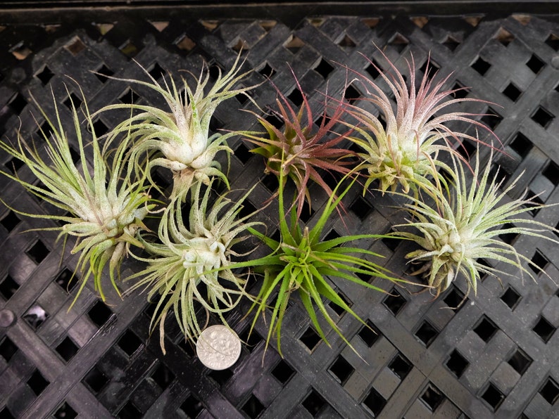200 Air Plants Tillandsia Ionantha Bulk Small Air Plant SALE Wholesale Air Plants Terrarium Succulent Wedding Favors Wholesale TiIllandsia