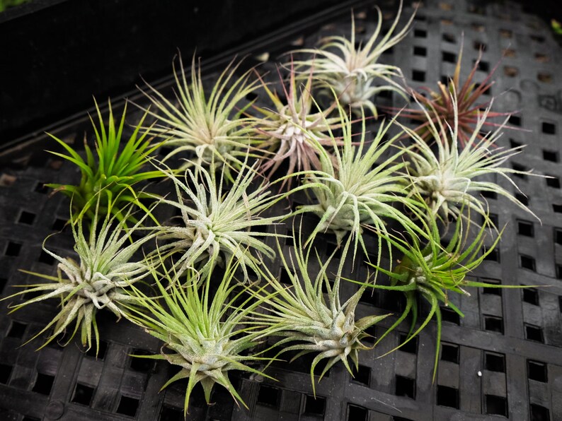 200 Air Plants Tillandsia Ionantha Bulk Small Air Plant SALE Wholesale Air Plants Terrarium Succulent Wedding Favors Wholesale TiIllandsia