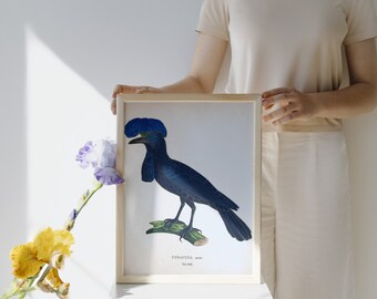 New Species of Birds 52 HD Images V2 Ornithological Old Folio