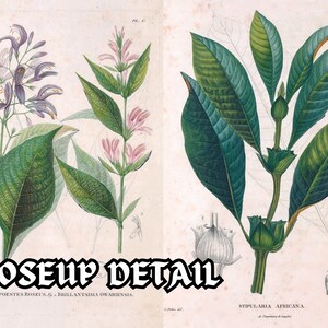 Botanical Plants of Africa Flora of Oware & Benin 59 Illustrations V2 Stained Yellowed Vintage Herb, Flower Images Nature Art Home Decor image 5