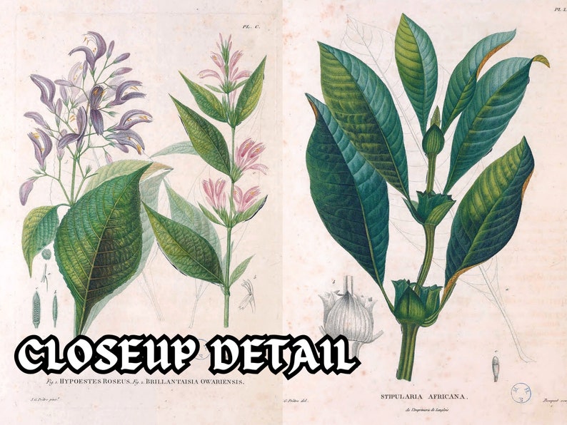 Botanical Plants of Africa Flora of Oware & Benin 59 Illustrations V2 Stained Yellowed Vintage Herb, Flower Images Nature Art Home Decor image 5