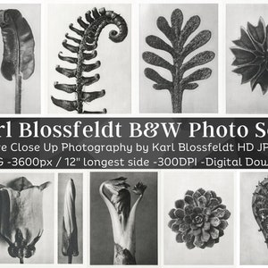 Original Forms of Art by Karl Blossfeldt 42 HD Image Set 1 | Botanical Nature Photography Close Up| Black & White Photograph Wall Art Bundle