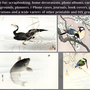May include: Four digital illustrations of Japanese birds and fish. The top left image shows a black cormorant swimming in a pond. The top right image shows two birds perched on a branch with white blossoms. The bottom left image shows a grey and black carp swimming in a pond. The bottom right image shows a green and blue kingfisher perched on a branch with red berries.