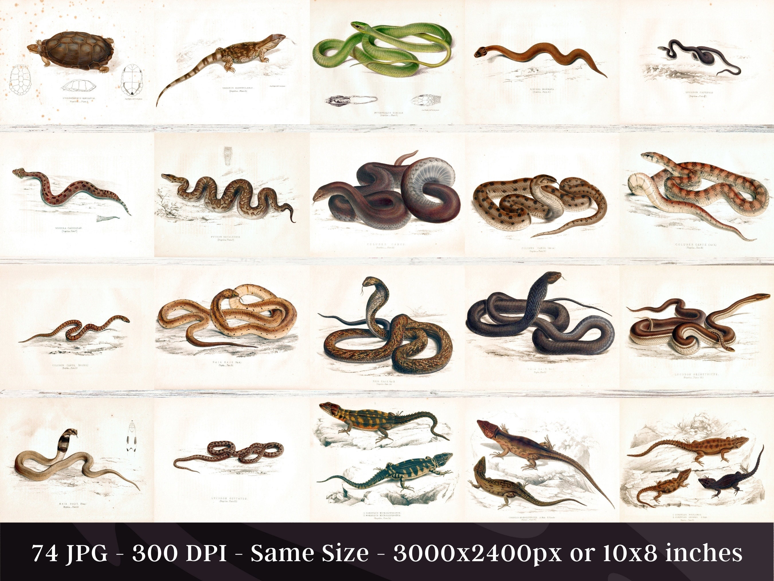 Reptiles of South Africa 74 HQ Printable Herpetology Illustrations ...