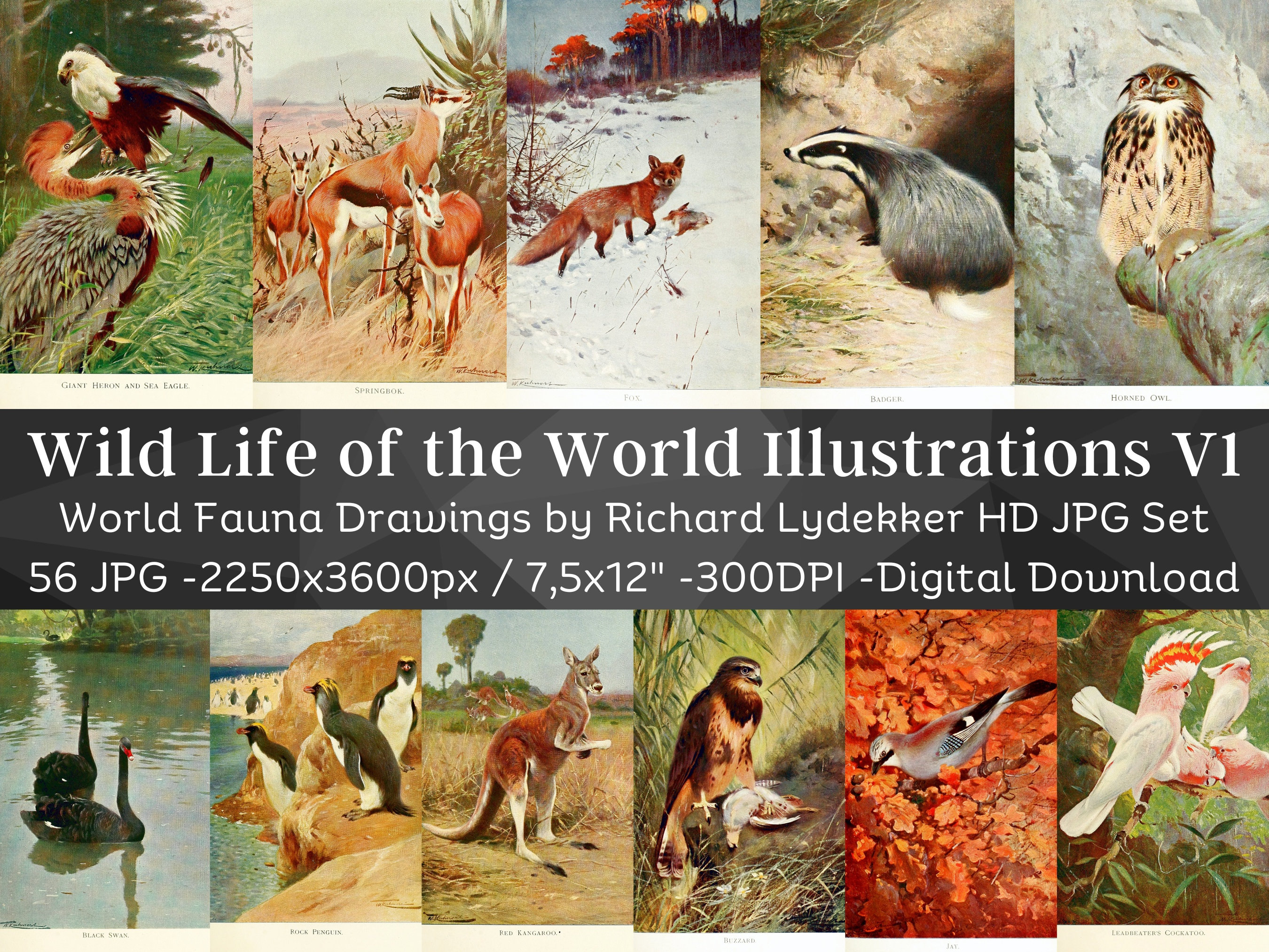Wild Life of World Illustrations 56 HD Image V1 | Mammal Animal Bird | Fox Parrot Lynx Owl Bear Hippo Snake Rabbit | Zoology Wall Art Bundle