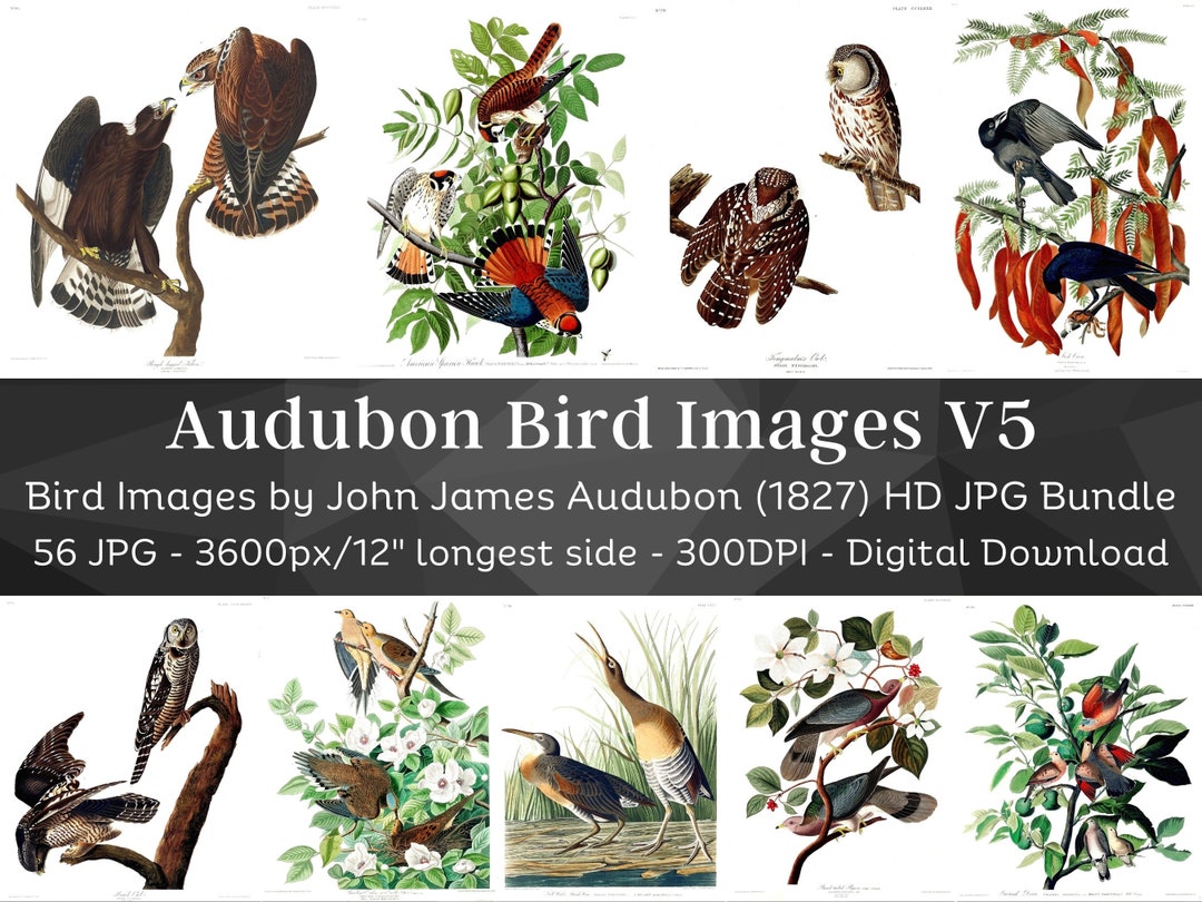 Birds of America J.J Audubon HD Images V5| Card Making, Clip Art