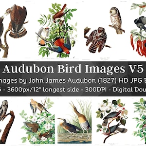 Birds of America J.J Audubon HD Images V5| Card Making, Clip Art, Digital Paper Craft| Pigeon Crow Hawk Owl Hen| Ornithology Wall Art Bundle