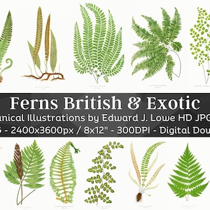 Felce britannica ed esotica 64 illustrazioni botaniche / Pacchetto arte stampabile della felce forestale / Pittura ad acquerello moderna HQ / Download digitale