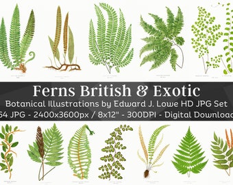 Helecho británico y exótico 64 ilustraciones botánicas / Paquete de arte de pared imprimible de helecho forestal / Pintura de acuarela moderna HQ / Descarga digital