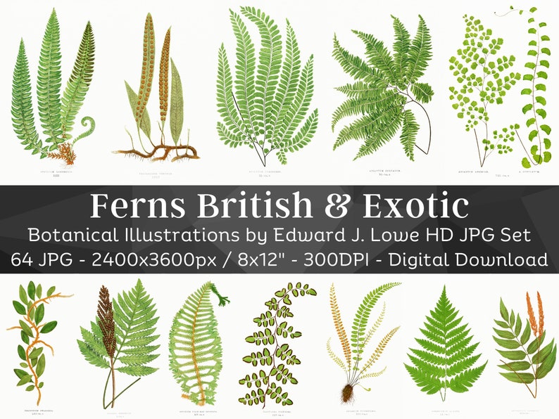 British & Exotic Fern 64 Botanical Illustrations Forest Fern Printable Wall Art Bundle HQ Modern Watercolor Painting Digital Download image 1