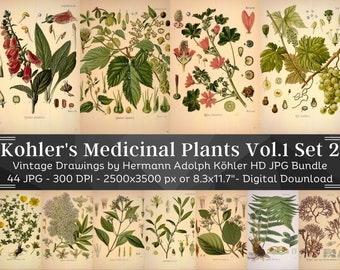 May include: A digital download bundle of 44 vintage botanical illustrations of medicinal plants. The illustrations are in color and feature detailed drawings of various plants, including flowers, leaves, and roots. The title "Kohler's Medicinal Plants Vol.1 Set 2" is displayed at the top of the image.
