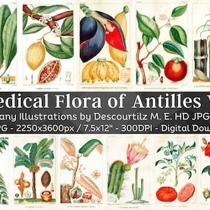 Medical Flora of Antilles 100 Botanical Illustrations V5 | Botany Images Medicinal Plant Wall Art| Vintage Flower Painting| Digital Download