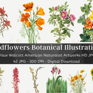 42 Drawn Watercolor Flowers | Mary Vaux Walcott Botanical Illustrations Set 1 | HQ Vintage Flower Paintings | Printable Home Nature Wall Art
