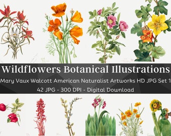 42 tecknade akvarellblommor | Mary Vaux Walcott botaniska illustrationer set 1 | HQ vintageblommålningar | Utskrivbar naturväggkonst för hemmet