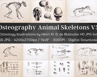 Osteografia Anatomia ossea vintage 65 illustrazioni HD V3/Accademia oscura Animale Fossile Scheletro Ossa Disegno del cranio/Osteologia Wall Art Bundle