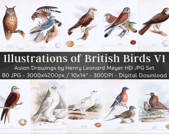 Puede incluir: Un conjunto de 80 ilustraciones digitales de aves británicas, que presentan dibujos detallados de diversas especies, incluyendo búhos, halcones y otras aves. Las ilustraciones son de estilo vintage y son perfectas para los amantes de la naturaleza y los entusiastas de las aves.