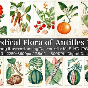 Medical Flora of Antilles 100 Botanical Illustrations V4 | Botany Images Medicinal Plant Wall Art| Vintage Flower Painting| Digital Download