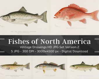 Fish Illustrations | 5 HQ Printable Fishes of North America | Wall Art Bundle| Salmon Red Throat Red Snapper Weak-Fish| Fisherman Home Décor