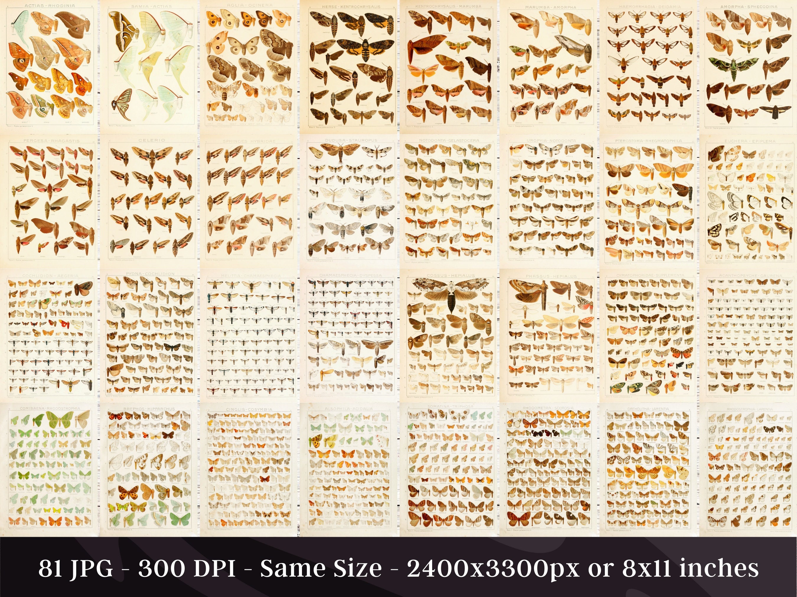 Insect Codex The Largest Butterflies on Earth 81 HD Images V2 | Huge Vintage ...