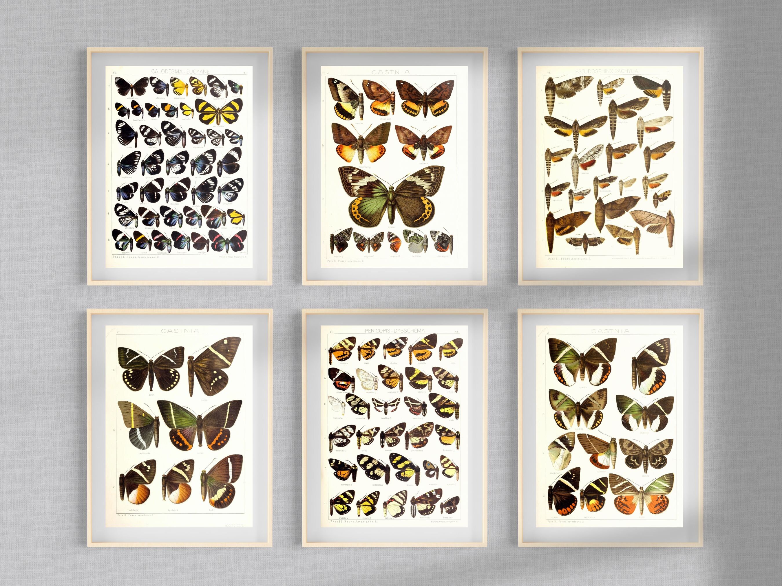 Insect Codex The Largest Butterflies on Earth 99 HD Images V6| Huge Vintage ...