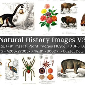 Natural History D'Orbigny 56 HD Images V3 | Card Making, Clip Art, Digital Paper Craft| Plants Animals Insect Illustrations| Wall Art Bundle