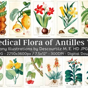 Flore médicale des Antilles 100 illustrations botaniques V2 | Images botaniques Art mural de plantes médicinales | Peinture de fleurs vintage | Téléchargement numérique
