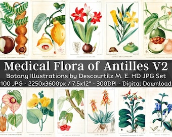 Medical Flora of Antilles 100 Botanical Illustrations V2 | Botany Images Medicinal Plant Wall Art| Vintage Flower Painting| Digital Download