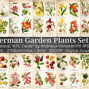 Plantes de jardin allemandes 50 illustrations botaniques V2 | ATC Plant Images Ensemble d’art mural horticole| Peinture de fleurs anciennes du QG| Téléchargement numérique