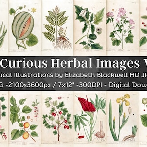 Curious Herbal 83 Botanical Illustrations Set 4| Botany Images Medicinal Plant Wall Art Bundle| HQ Vintage Flower Painting| Digital Download
