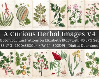Curious Herbal 83 Botanical Illustrations Set 4| Botany Images Medicinal Plant Wall Art Bundle| HQ Vintage Flower Painting| Digital Download