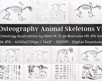 Osteografia Anatomia ossea vintage 64 illustrazioni HD V1/Accademia oscura Animale Fossile Scheletro Ossa Disegno del cranio/Osteologia Wall Art Bundle