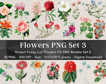 36 Flower PNG Bundle Set 3 | Fussy Cut Clipart | HQ Vintage Drawn Flower Images | Digital Stickers for Note Apps| Scrapbook Junk Journal Art