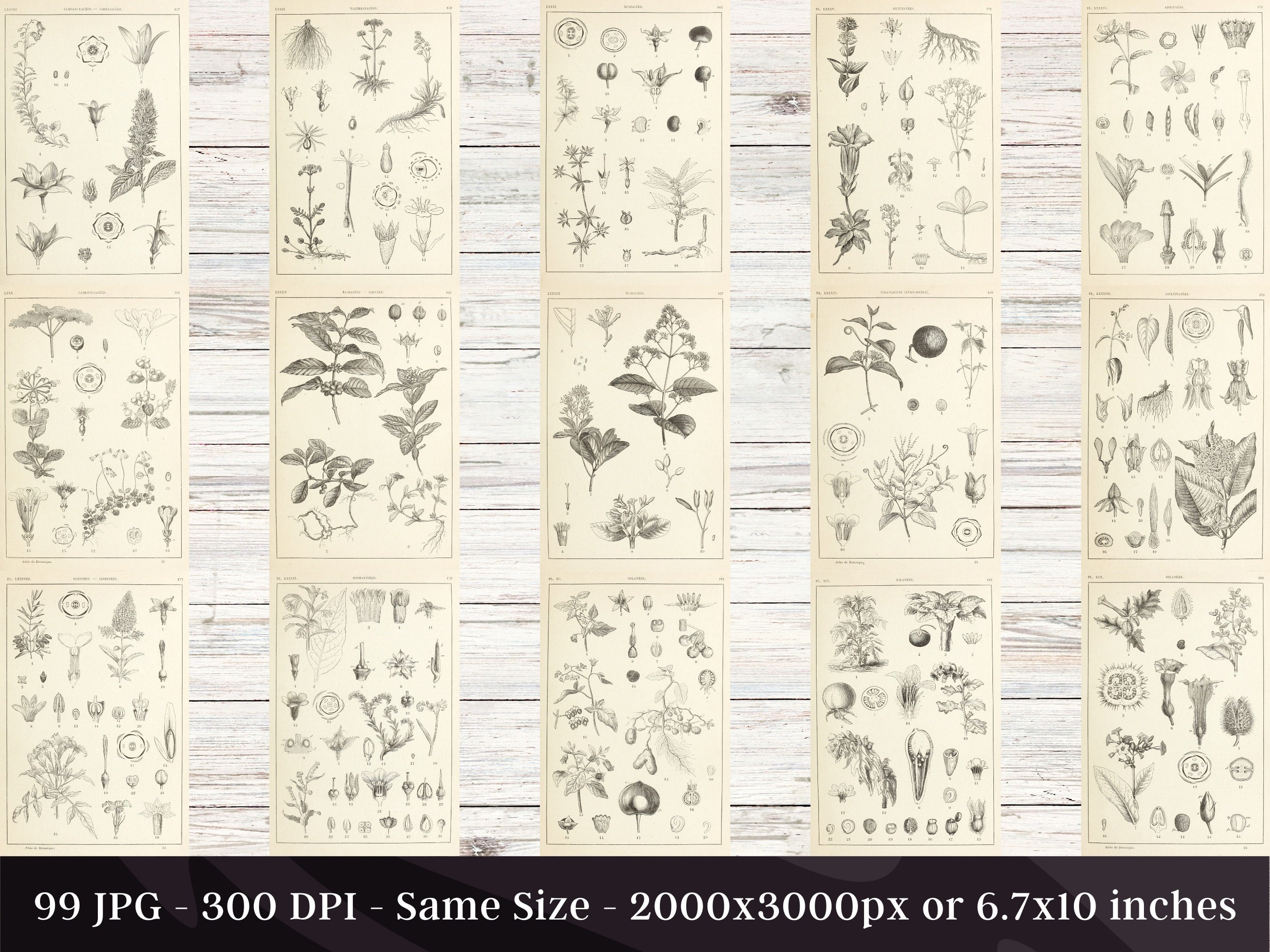 Bilder-Atlas des Pflanzenreichs植物界絵図アトラス Bilder-Atlas des Pflanzenreichs植物界絵図アトラス Bilder