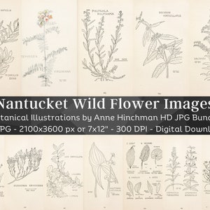 Nantucket Wildblumen 55 HQ Vintage Botanik Illustrationen | Vintage Blumen Botanische Bilder | Natur Wohndekor druckbare Wandkunst Bundle