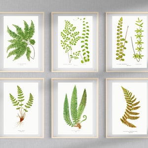 British & Exotic Fern 64 Botanical Illustrations Forest Fern Printable Wall Art Bundle HQ Modern Watercolor Painting Digital Download image 6