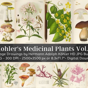 Kohler's Medicinal Plants Volume 4 | 21 HQ Vintage Medical Plant Illustrations | Vintage Flowers Botanical Plates | Nature Art Home Décor