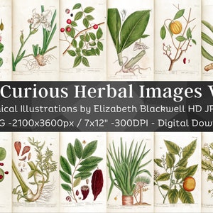 Curious Herbal 82 Botanical Illustrations Set 5| Botany Images Medicinal Plant Wall Art Bundle| HQ Vintage Flower Painting| Digital Download