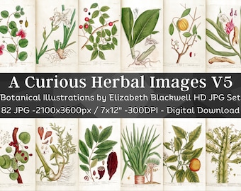 Curious Herbal 82 Botanical Illustrations Set 5| Botany Images Medicinal Plant Wall Art Bundle| HQ Vintage Flower Painting| Digital Download