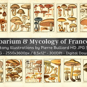 France Herbarium & Mycology 96 Botanical Illustrations V6 | Botany Fungi Medicinal Plant Mushroom Flower Painting Wall Art| Digital Download