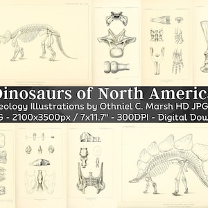 Dinosaurier von Nordamerika 84 HD Bilder| Tierskelett Knochen Schädel Zeichnung| Clipart Karte Digital Paper Craft| Paläontologie Wandbilder Set