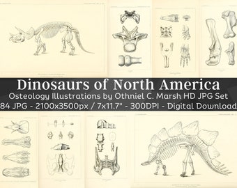 Dinosaurs of North America 84 HD Images| Animal Skeleton Bones Skull Drawing| Clipart Card Digital Paper Craft| Paleontology Wall Art Bundle