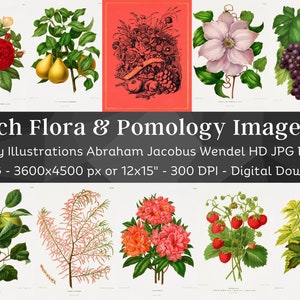 Dutch Flora & Pomology 41 Botanical Illustrations V1 | Beautiful Botany Wall Art Bundle| HQ Vintage Flower, Fruit Painting| Digital Download