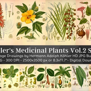 Kohler's Medicinal Plants Volume 2 Set 2 | 57 HQ Vintage Medical Plant Illustrations | Vintage Flowers Botanical Plates | Nature Home Décor